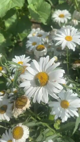 This media file is a close-up shot of several daisies in a garden setting, with a green beetle and a small orange spider on one of the flowers. The daisies are white with yellow centers and appear to be in full bloom. The beetle is on the petal of the largest daisy in the foreground, and the spider is on the petal next to it. The background is blurred, showing more daisies and green foliage. The lighting suggests it is daytime, likely a sunny day, given the brightness and shadows. The presence of blooming daisies indicates a spring or summer season. There is no visible text in the media file. The scene evokes a sense of nature and tranquility, highlighting the intricate details of small insects interacting with flowers.