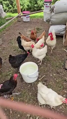 A group of chickens are gathered around a bucket of water in an outdoor enclosure. The enclosure has a dirt and grass floor and a wooden fence. In the background, there are several large white bags, a wooden structure, and some buckets. The chickens are of various colors, including white, black, brown, and speckled gray. Some of the chickens are drinking from the bucket, while others are standing nearby. The lighting suggests it is daytime.