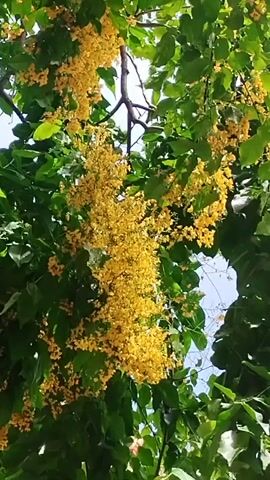 This is a vertical video shot from below, looking up into the canopy of a tree laden with bright yellow flowers. The flowers are clustered in long, cascading bunches, creating a striking visual against the green leaves and the bright sky. The tree appears to be in full bloom, with sunlight filtering through the leaves and flowers. There are no people or animals visible in the video. The branches of the tree are visible, supporting the weight of the blooming flowers. The overall impression is one of natural beauty and abundance.