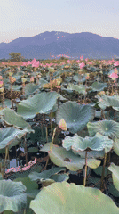 Lotus pond and parked scooter documented in Vietnam