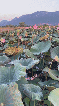 Lotus pond and parked scooter documented in Vietnam