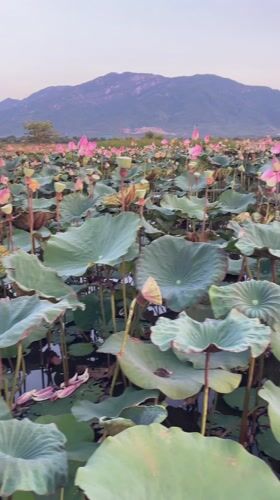 Lotus pond and parked scooter documented in Vietnam
