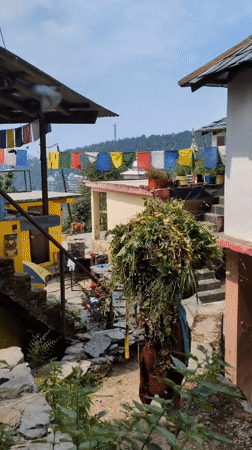 Morning village life documented across Bhagsu and Haini, India