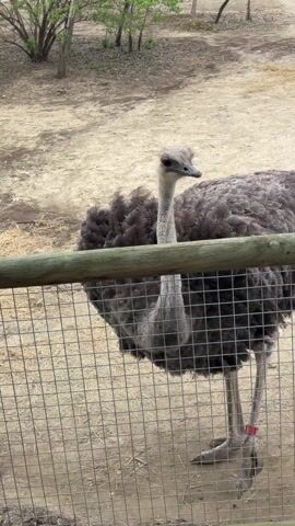 An ostrich stands inside an enclosure made of wire mesh and wooden posts. The ostrich is mostly gray, with dark feathery plumage on its body and a lighter gray neck and legs. A red band is visible on one of its legs. The enclosure is on a dirt path, with glimpses of buildings, trees, and another ostrich in the background. Someone says "Hello bird." The camera angle changes, showing more of the enclosure and the surrounding area.