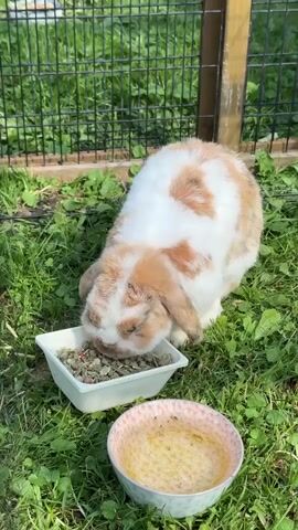 A brown and white lop-eared rabbit is eating from a white square bowl filled with food. Next to the food bowl is a pink and white patterned bowl with liquid in it, possibly water. The rabbit is in an outdoor enclosure with green grass and a black metal fence. The sun is shining.