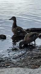 Ducks and a coot with chicks at a Tacoma pond