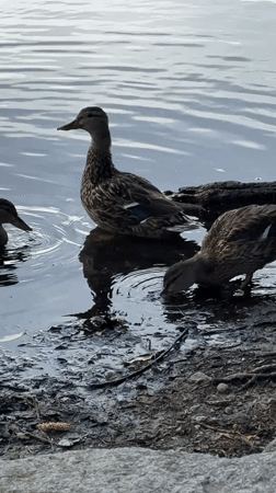 Ducks and a coot with chicks at a Tacoma pond
