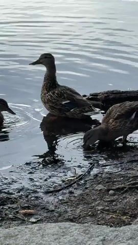 The video shows three ducks near the edge of a body of water. The water is calm with ripples emanating from the ducks. One duck is standing upright, looking to the left. Two other ducks are partially submerged and appear to be feeding or drinking at the water's edge, with their heads down. The shoreline is muddy with some debris, and a large rock is visible in the lower foreground. The lighting suggests it is daytime, possibly overcast.