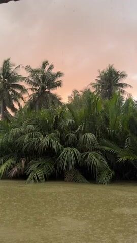 The video shows a tranquil river scene with lush green palm trees and foliage bordering the water. The sky above is a soft peach color, suggesting either sunrise or sunset, and it is raining. The rain creates ripples on the surface of the muddy brown water, and the palm fronds appear wet and somewhat weighed down. The overall atmosphere is serene and natural, with no people or man-made objects visible other than what appears to be a partial view of a roof or overhang in the upper left corner.