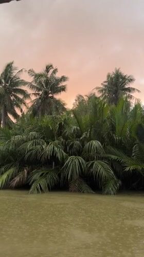 Rain falls on a palm-lined river at dusk in Chumphon