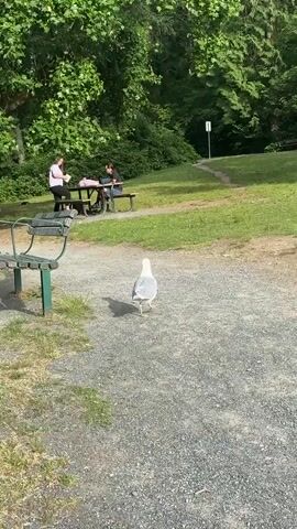 A seagull walks towards two people sitting at a picnic table in a park. One person is wearing a pink shirt and the other is wearing a black shirt and sunglasses. There is a bench in the foreground and trees in the background. The ground is covered in gravel and grass.