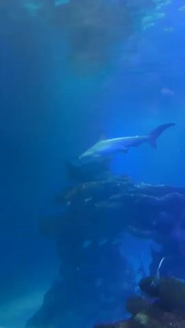A hammerhead shark swims in an aquarium. It is surrounded by other sharks and fish. The water is blue and clear. The aquarium has rock formations and sand on the bottom. The camera is positioned below the shark, looking up at it.