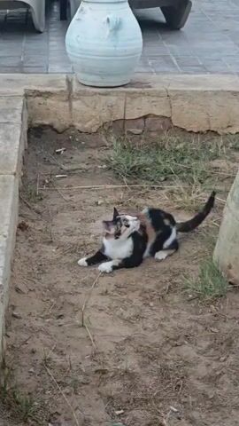 A calico cat runs past a large, off-white, amphora-shaped vase and a tree trunk. The cat disappears behind the vase and tree trunk.