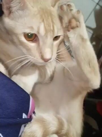 A light-colored cat, with cream and faint orange tabby stripes, lies on its back, partially on a blue and pink fabric. Its amber eyes are visible. The cat lifts its right front paw, displaying the brown paw pads, and holds it briefly. It then lowers the paw and uses it to bat at its own face/ear area before lifting its left front paw, also displaying the paw pads. The background is a light-colored tiled surface.