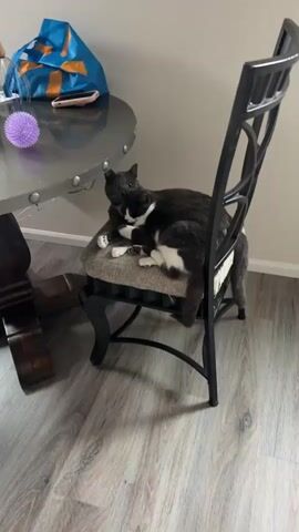 The video shows two cats cuddling on a chair. The cat in front is black and white, and the cat behind it is gray. They are both looking at the camera. The chair is next to a table with a purple ball on it. The floor is hardwood.