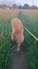 Dog walker enjoys sunset stroll through Russian countryside