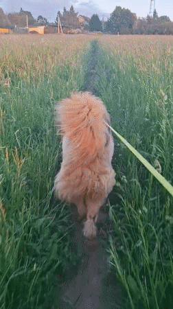 Dog walker enjoys sunset stroll through Russian countryside