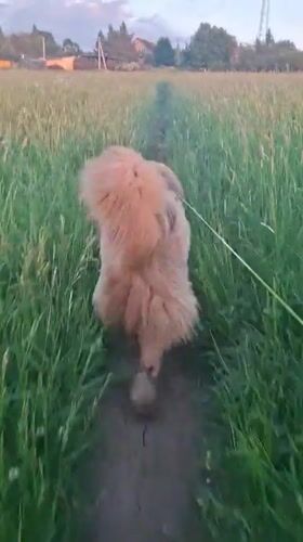 Dog walker enjoys sunset stroll through Russian countryside