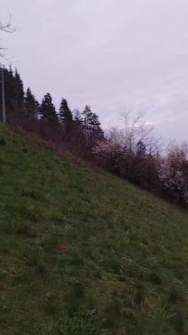 The video shows a green hillside meadow sloping down towards trees with white blossoms. Behind the trees, layered hills rise, covered in trees. The sky is overcast. As the camera pans, a small building with a tiled roof appears behind the trees. Cut logs lie near the building. The lighting suggests it's either early morning or late evening. There are no people visible in the video.