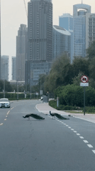 Peacocks cross Dubai street in rare urban wildlife sighting