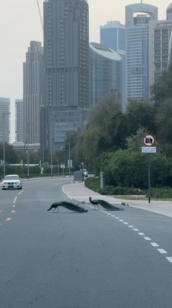 Peacocks cross Dubai street in rare urban wildlife sighting