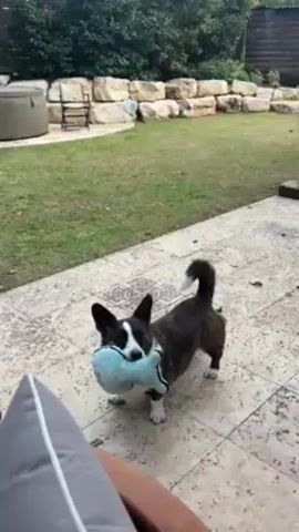 A Corgi dog with white, brown, and black fur and a long tail is seen carrying a light blue plush toy. The dog runs from a tiled patio onto grass, then drops and rolls around with the toy on the grass. The background includes a retaining wall of stone blocks, green lawn, and a brown fence. A person can be heard speaking in the background.