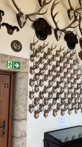 The video shows a large collection of mounted deer antlers on a white wall inside a building. The antlers are mounted on wooden plaques and arranged in a grid pattern. Above them are larger sets of antlers. The wall also features a green exit sign and some decorative items. A display case sits beneath the wall. The camera slowly zooms in on the antlers and their plaques.