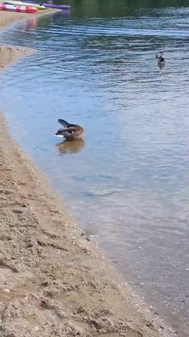 A video shows a sandy shore next to a body of water. Kayaks are visible on the shore in the background. Two ducks are swimming in the water. One duck is closer to the shore and appears to be preening itself. The other duck is further out in the water. The water is calm and reflects the sky. The scene is illuminated by daylight.
