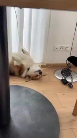 A medium shot shows a brown and white corgi sleeping on its back on a wooden floor next to a white curtain. The dog's paws are raised and its eyes are closed. A black electrical cord and a power strip are visible near the curtain. A black table leg is in the foreground.