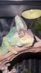 Chameleon observed in Moscow terrarium display, May 2026