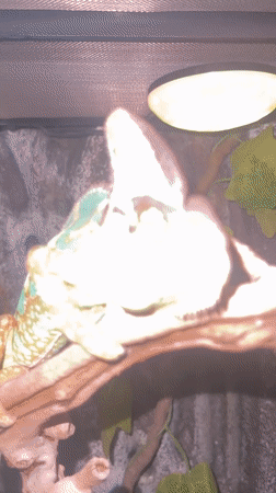 Chameleon observed in Moscow terrarium display, May 2026