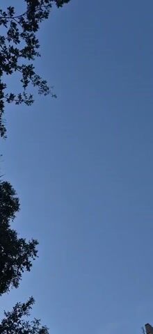 The video is a vertical shot of a clear blue sky with the dark silhouettes of tree branches in the upper left and lower left corners. The branches are bare of leaves and extend into the frame from the left edge. The sky is a uniform color with no visible clouds or celestial bodies. The overall impression is one of looking upwards through a sparse canopy of trees on an overcast or twilight day.