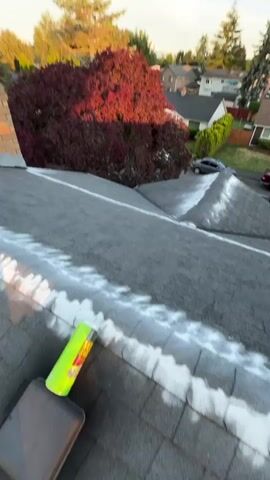 The video shows a rooftop view with a charcoal-colored asphalt shingle roof in the foreground. White powder, possibly chalk or a similar substance, is spread in a line along the ridge and down the slopes of the roof. To the left, a bright green and yellow spray can with text is partially visible. In the middle ground, a large tree with dark red foliage dominates the view, bathed in the warm light of what appears to be sunset or sunrise. Beyond the tree, residential houses with gray roofs and neatly trimmed green hedges are visible. Several cars, including a dark gray sedan and a red SUV, are parked in the driveway of one of the houses. The sky is a clear blue with a few wispy white clouds, and a faint crescent moon is visible. The overall impression is an outdoor residential scene during the golden hour, with an unusual white substance applied to the rooftop.