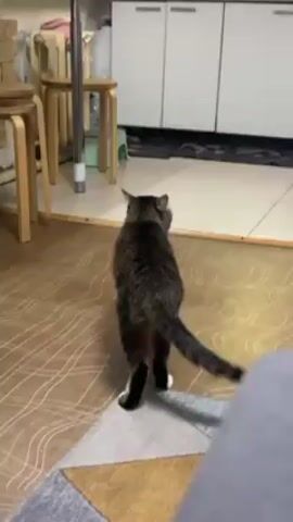The camera films a cat from behind on a patterned, wood-laminate floor. The cat is dark-gray, almost black, with a striped tail, and white markings on its paws. The cat walks slowly from left to right in the frame, occasionally twitching its tail. In the background, there are a few wood stools, a white cabinet, and a geometric pattern rug in grey, brown, and white. A person's leg is visible in the lower right corner of the frame.