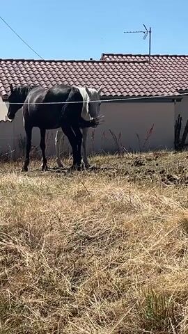 Two horses, one black and one white, stand in a dry, grassy field. The black horse is in front of the white horse, and its tail is swishing. Behind the horses, there is a building with a red tiled roof. The sky is blue and clear. There is a thin wire fence running horizontally in front of the horses. The video appears to be filmed on a sunny day.