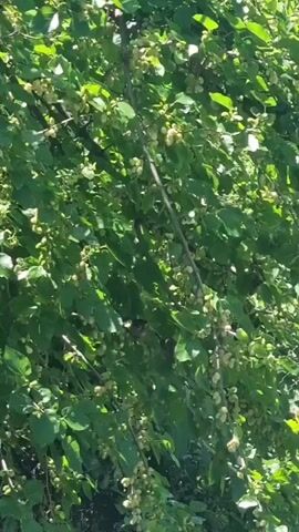 A bird is perched on a branch of a tree filled with green leaves and small, light-colored fruit. The bird is facing left and appears to be a small brown bird with some lighter coloring on its chest. The background is filled with more green foliage, suggesting an outdoor setting. The lighting indicates it is daytime, with sunlight filtering through the leaves.