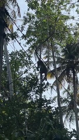 The video shows a monkey swinging from tree to tree amidst a jungle of coconut palm trees. The monkey's dark gray fur is visible as it uses its arms to propel itself through the branches and electric wires that are strung between the trees. The camera is positioned below, looking upwards at the monkey. The overall environment is lush, green, and bathed in sunlight. The sky is visible through the canopy, revealing a clear, light blue background.