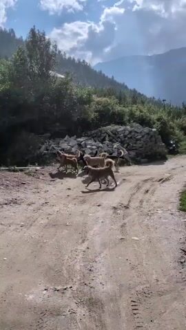 A pack of six dogs, primarily light brown and tan with some darker fur, are gathered on a dirt path. They appear to be interacting with each other, sniffing and milling around. The environment is mountainous with green trees and foliage on a slope behind them. A large, dark tarp or tent is visible on the left side of the frame. The sky is blue with scattered clouds. The path is rough and rocky. The dogs seem to be in a natural or semi-natural setting.