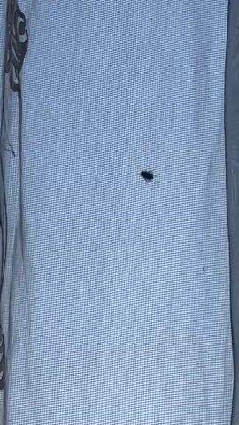 A single fly is visible on a blue, checkered fabric. The fly moves slightly throughout the clip, with minor shifts in its position and orientation. The fabric appears to be a curtain or similar textile, with a patterned edge visible on the left side of the frame. The lighting is dim, suggesting an indoor environment.