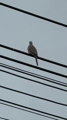 A bird is perched on a power line against a cloudy sky. The bird is facing left in the first few seconds, then turns its head to face the viewer. It then turns its head to the right and then faces the viewer again. The bird is mostly grey with some brown and black markings on its wings. The power line is black and appears to be thick. There are several other power lines running horizontally in the background, also black. The sky is a uniform light grey.