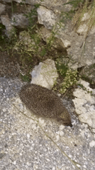 Hedgehog spotted near stone wall in Bulgarian village