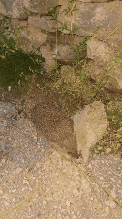Hedgehog spotted near stone wall in Bulgarian village