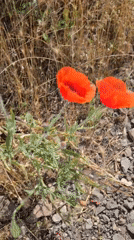 Wildflowers, wildlife, and rail lines in Mykolaiv