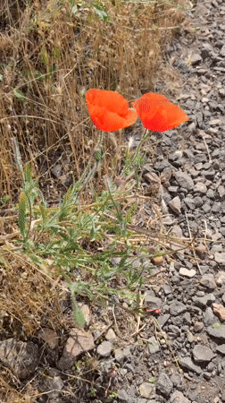 Wildflowers, wildlife, and rail lines in Mykolaiv
