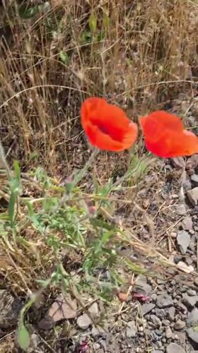 Wildflowers, wildlife, and rail lines in Mykolaiv