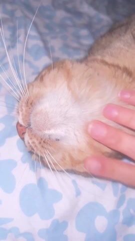 A close-up shot shows a hand petting the side of a tabby cat’s head, which is lying on a blue and white patterned bedspread. The cat’s eyes are closed and it is facing slightly to the left. The hand moves gently over the cat’s fur.