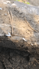Ants transport eggs along a fallen log in Petropavl