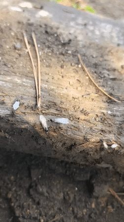 Ants transport eggs along a fallen log in Petropavl