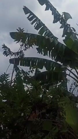 The video is a close-up shot of foliage against a cloudy sky. The leaves of banana trees are prominent, with large, green fronds dominating the frame. Some leaves appear torn or damaged. The lighting suggests an overcast day, with diffused natural light. The camera seems to be positioned low, looking upwards at the trees. No people or discernible actions are visible. The scene is dense with vegetation, with the sky visible only through gaps in the leaves.