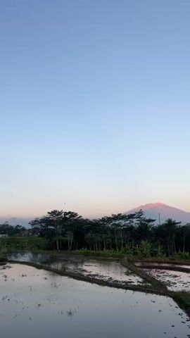 The video shows a wide shot of a rural landscape. In the foreground are flooded rice paddies reflecting the clear blue sky. A narrow dirt path separates sections of the paddies. Beyond the paddies, there is a dense line of trees, including some taller, slender trees and broader leafed trees. A volcano with a pinkish-orange summit is visible in the background, bathed in soft light, suggesting sunrise or sunset. The sky is a gradient of light blue, with a hint of pink or orange near the horizon. The overall scene is serene and natural. There are no people or animals visible.